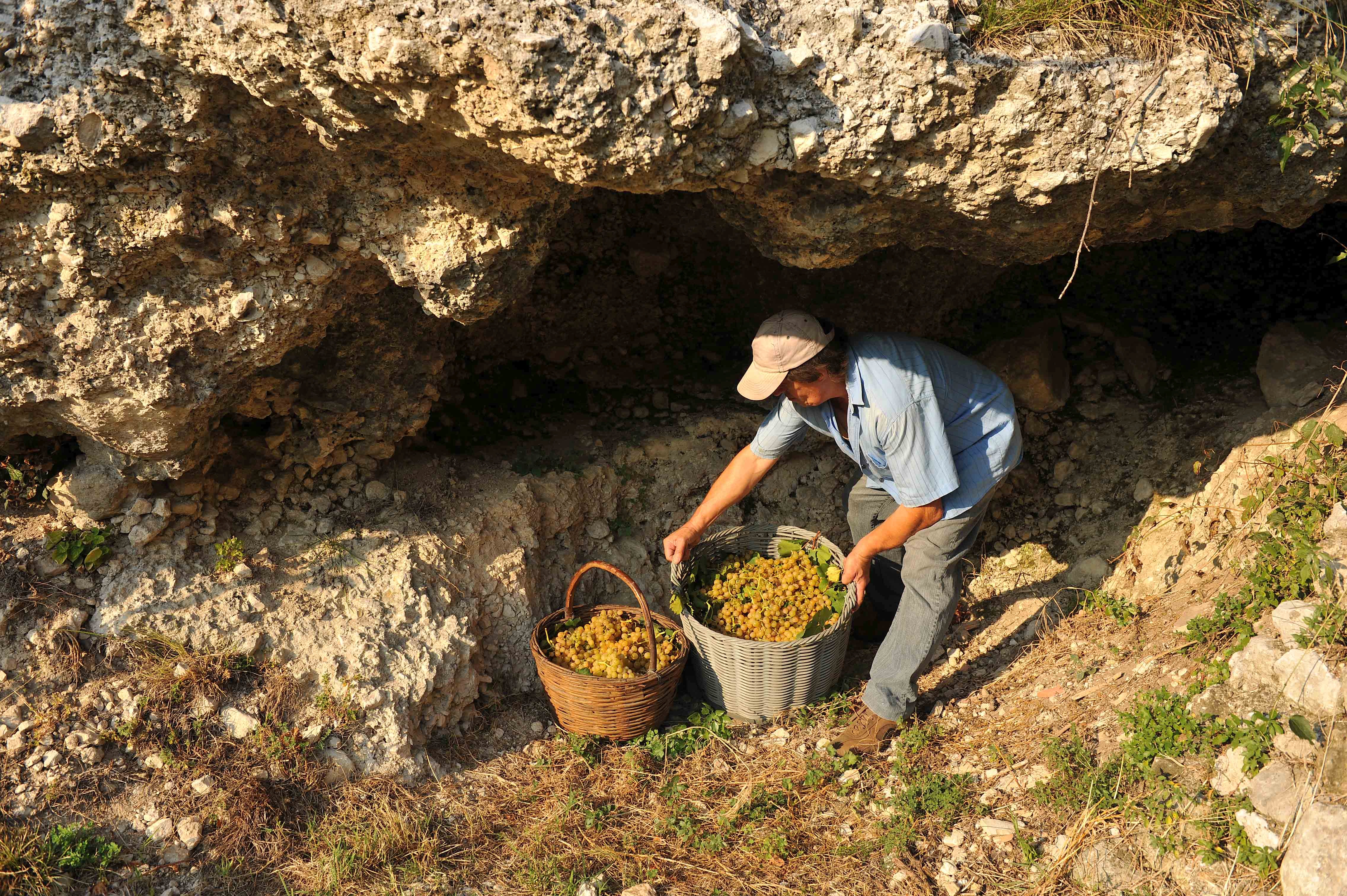 Sparpaket zur Spargelsaison 12X0,75 l Sauvignon Campo Napoleone IGT Albino Armani 2023