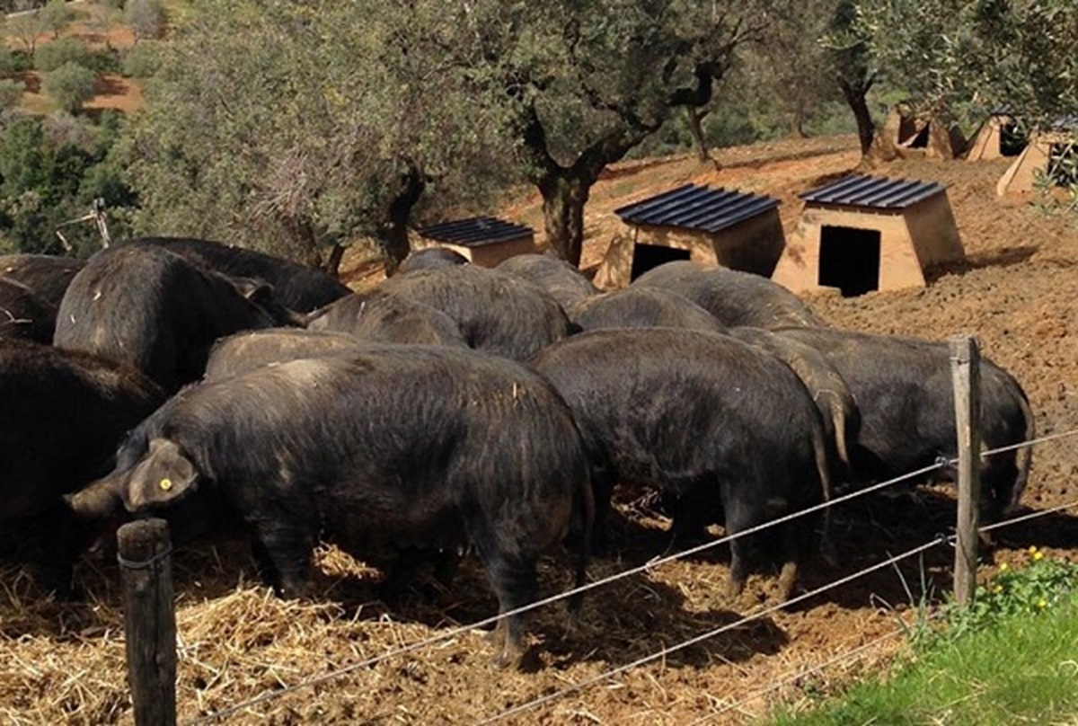 2X Scharfe Salsiccia aus schwarze Schwein aus Kalabrien