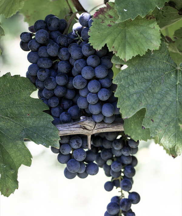 6 Flaschen 27 Opere Lambrusco amabile Cantine Ceci