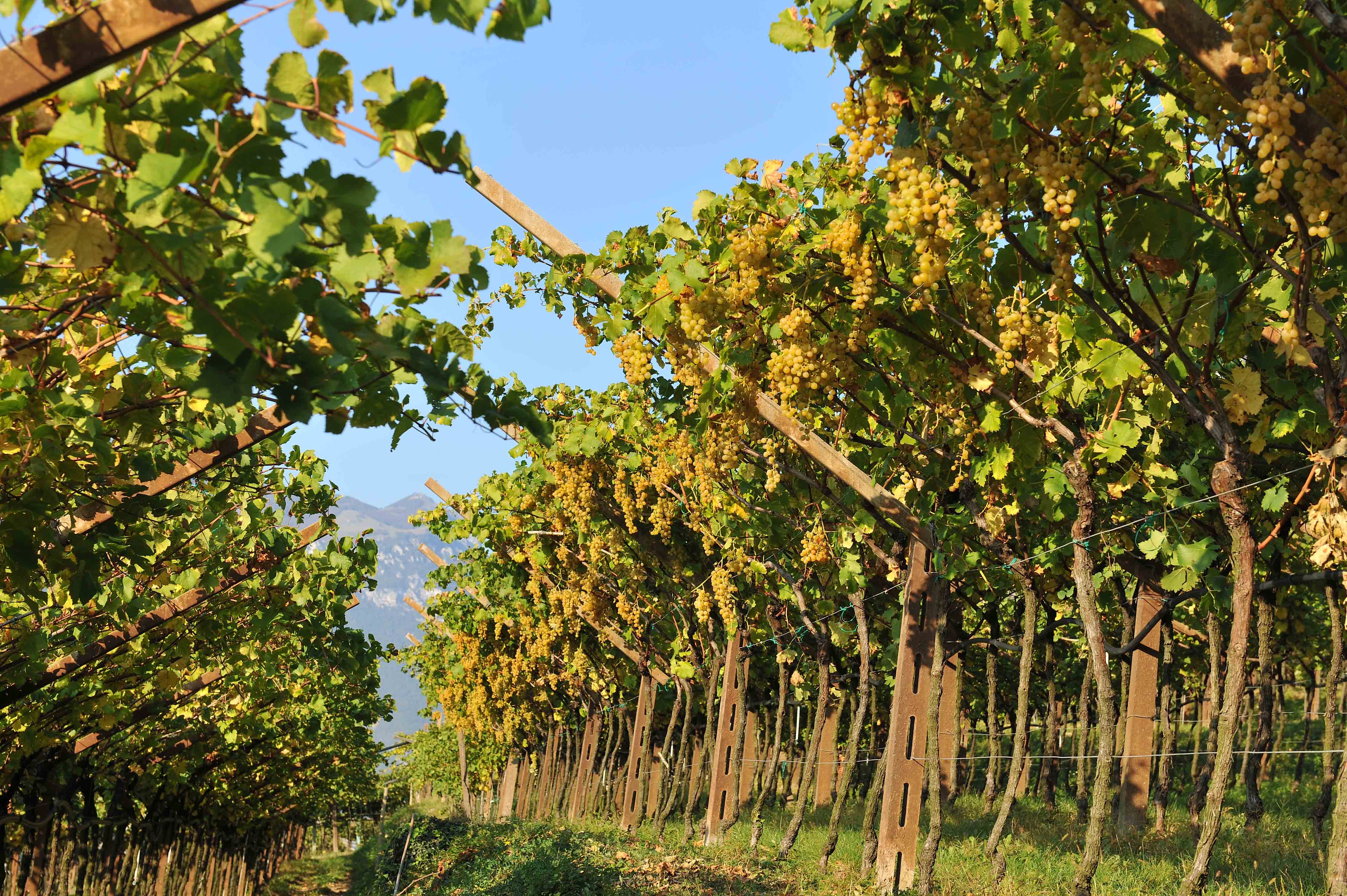 Sparpaket zur Spargelsaison 12X0,75 l Sauvignon Campo Napoleone IGT Albino Armani 2023