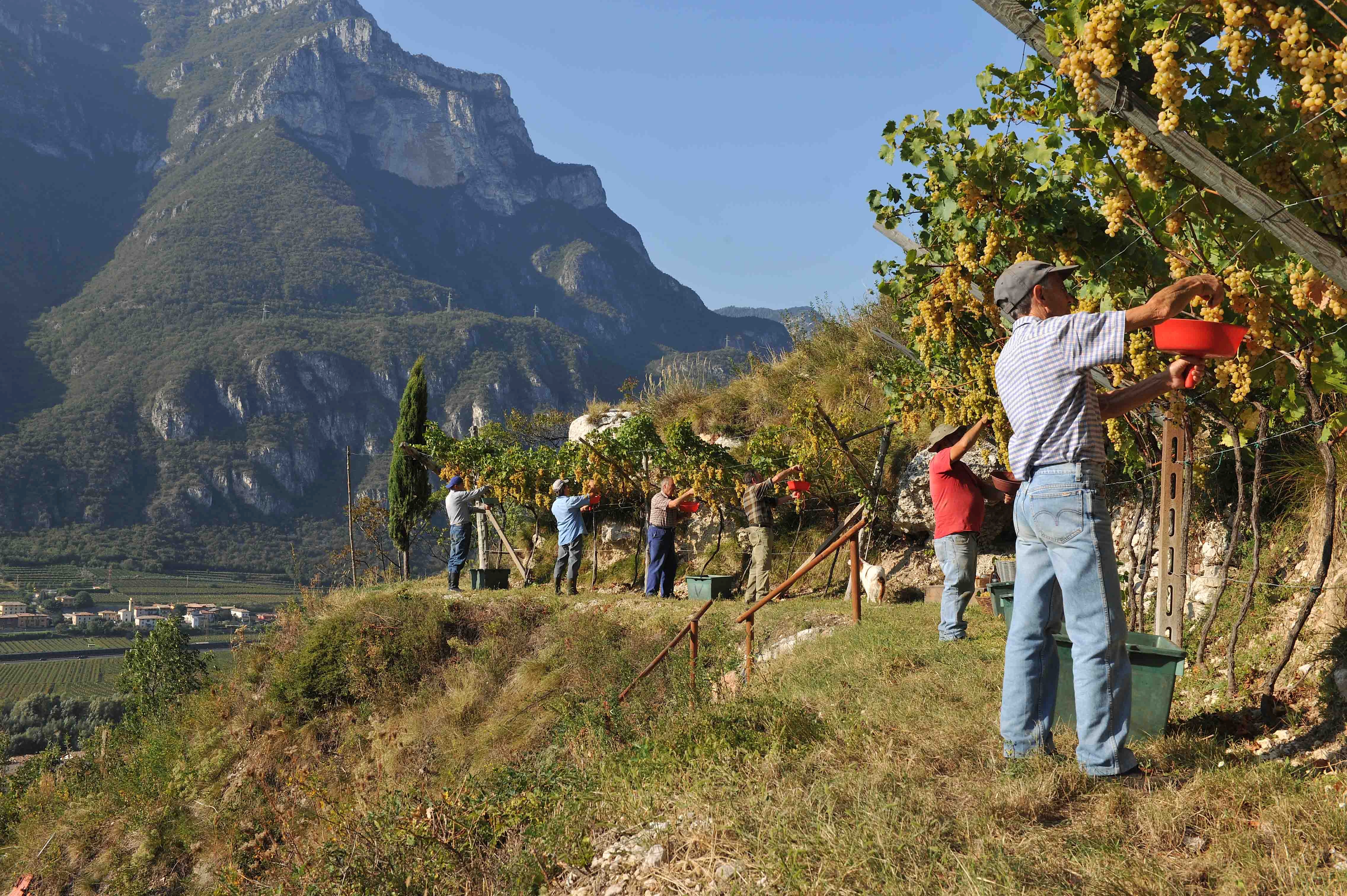 Sparpaket zur Spargelsaison 12X0,75 l Sauvignon Campo Napoleone IGT Albino Armani 2023