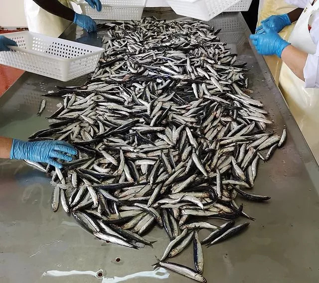 Sardellenfilets gerollt mit Kapern in Olivenöl Extra Vergine