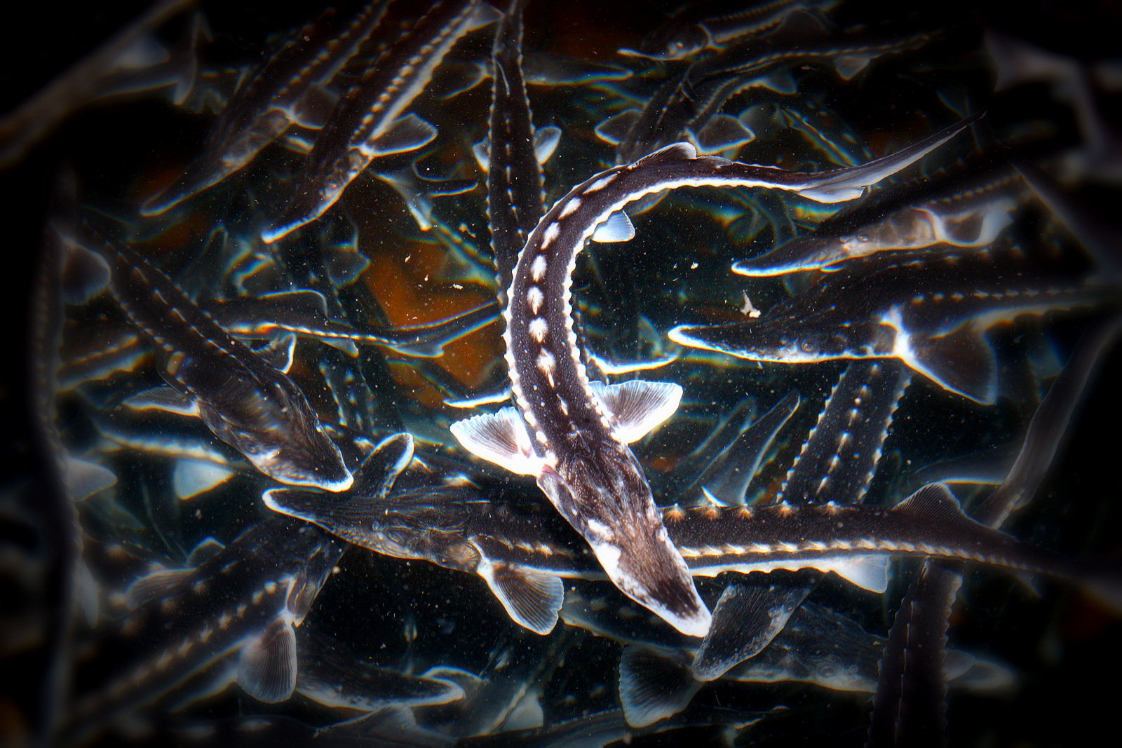 Caviar Beluga Siberian Kaviar Superior