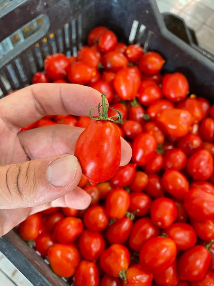 Pacchetelle Piennolo Tomaten DOP geschnitten